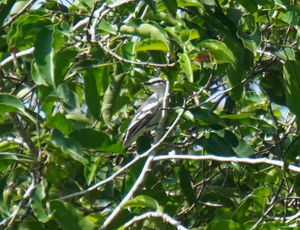 Pied Triller - ML628450637