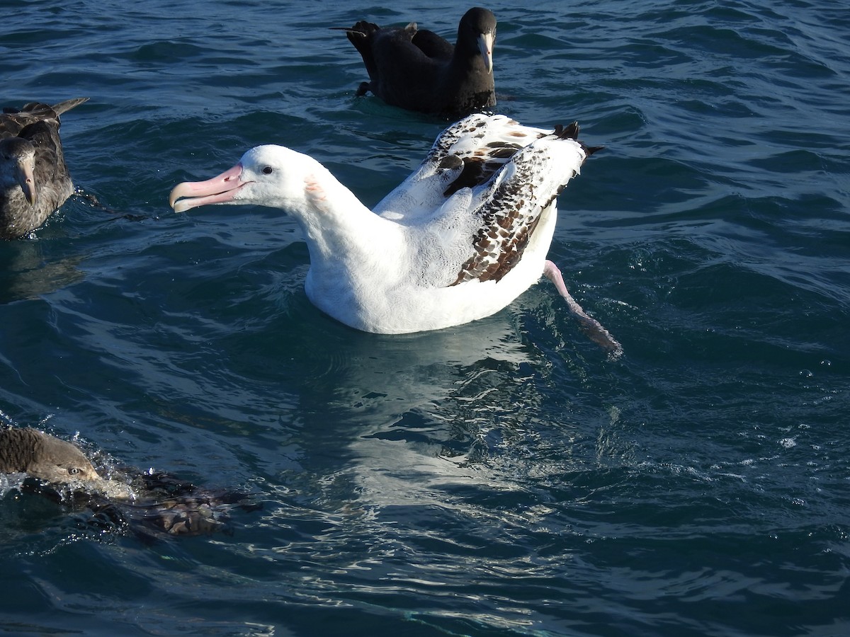 Antipodean Albatross - ML628450644