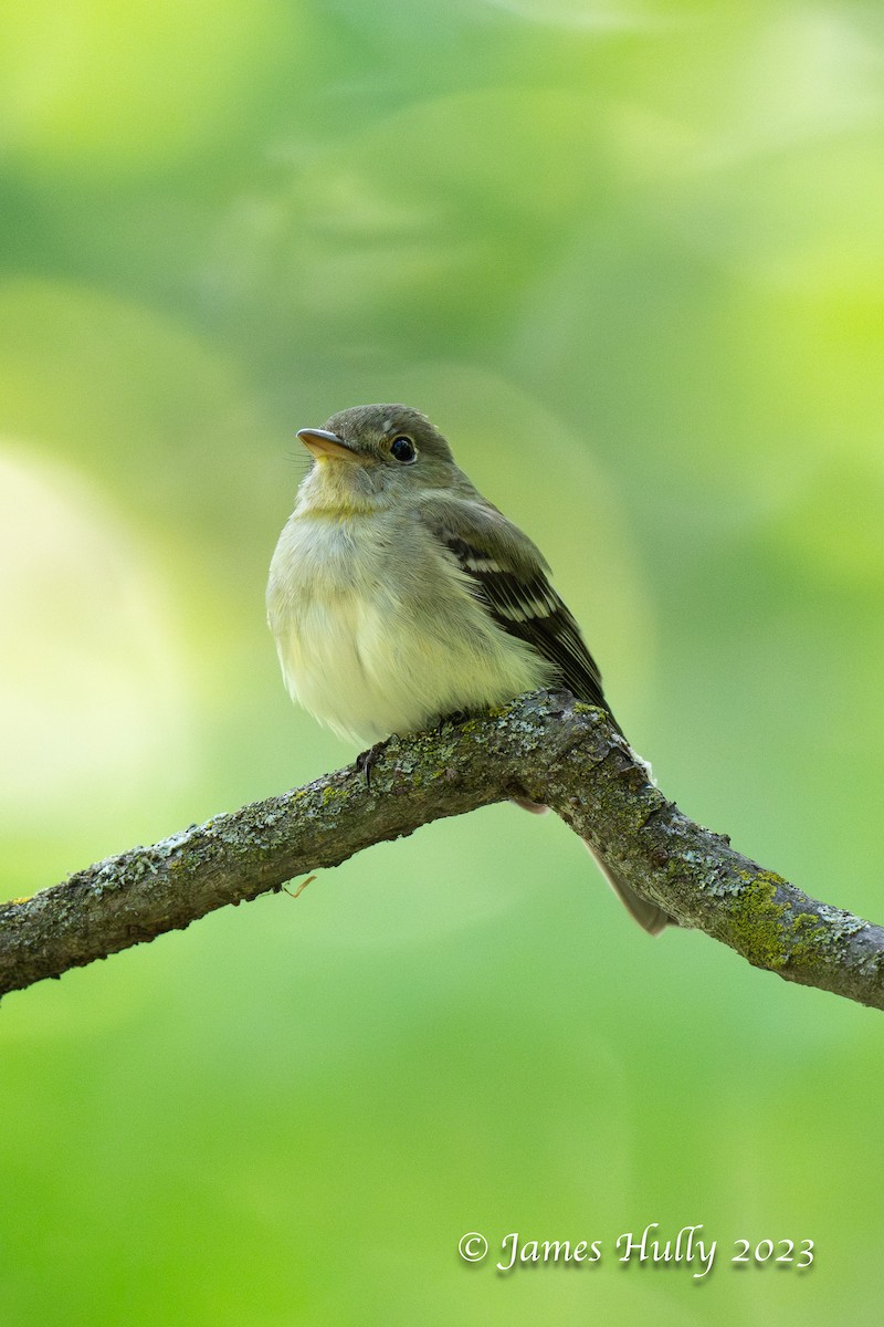 Acadian Flycatcher - ML628450661