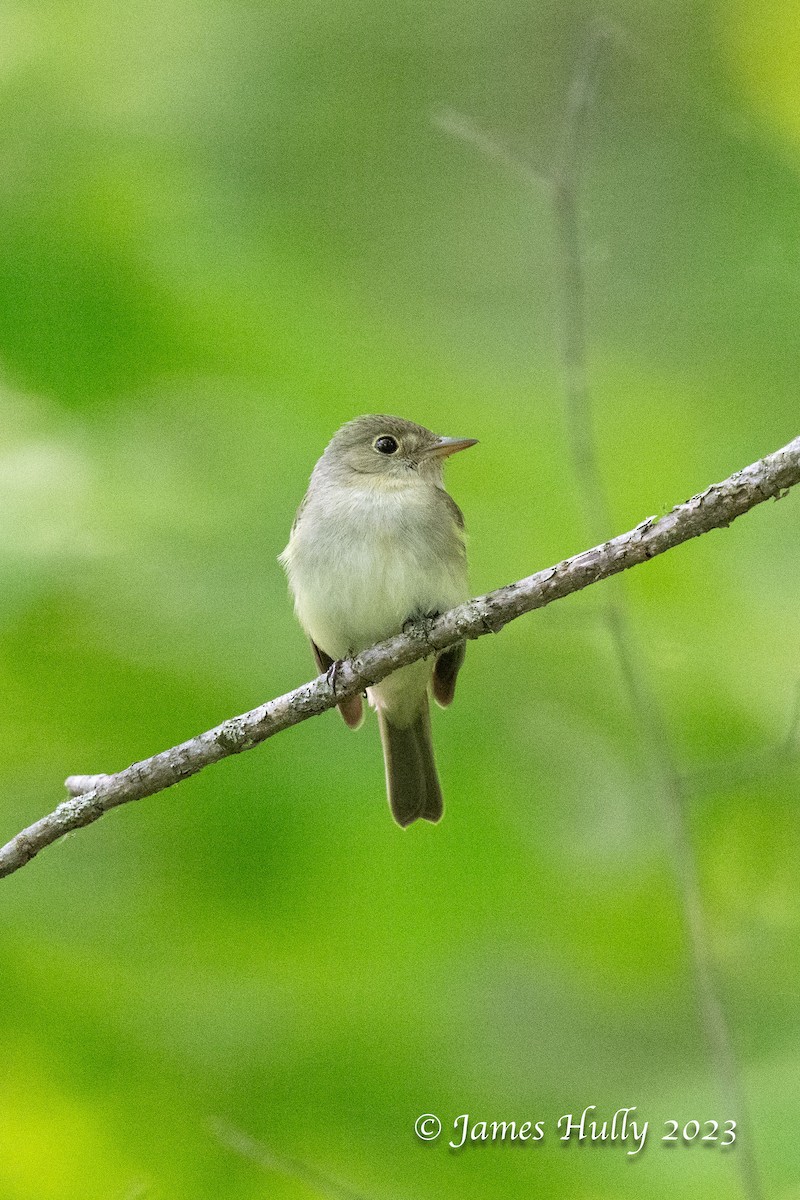 Acadian Flycatcher - ML628450662