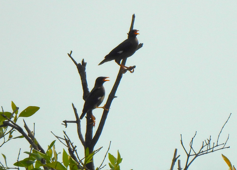 Javan Myna - ML628450705