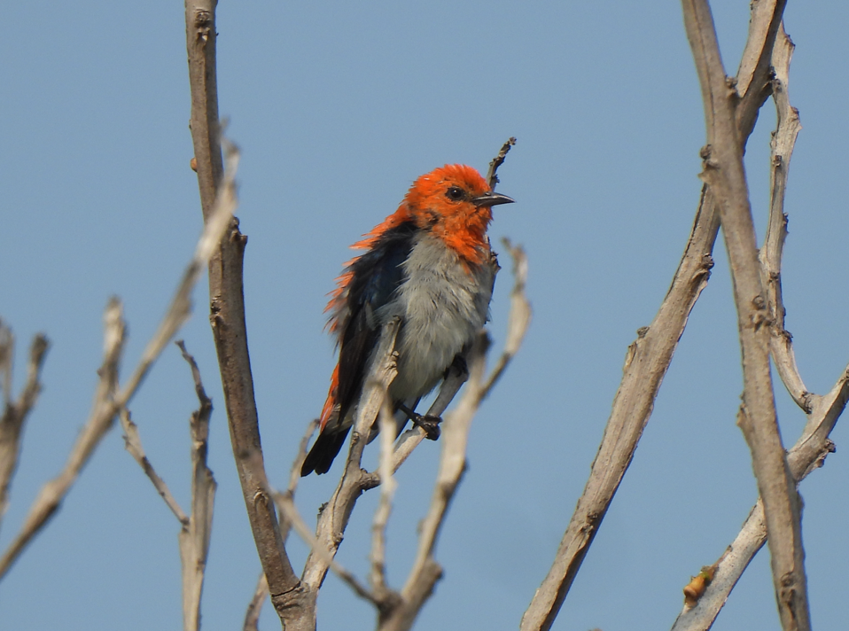 Scarlet-headed Flowerpecker - ML628450740
