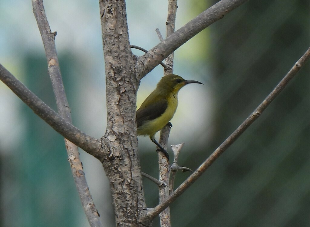 Ornate Sunbird - ML628450775