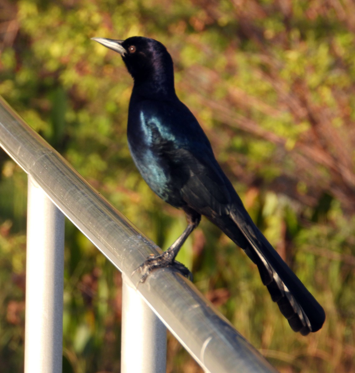 Boat-tailed Grackle - ML628450814