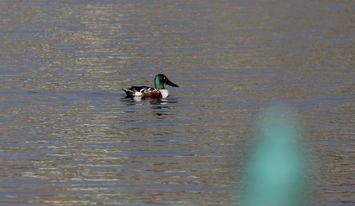 Northern Shoveler - ML628450953