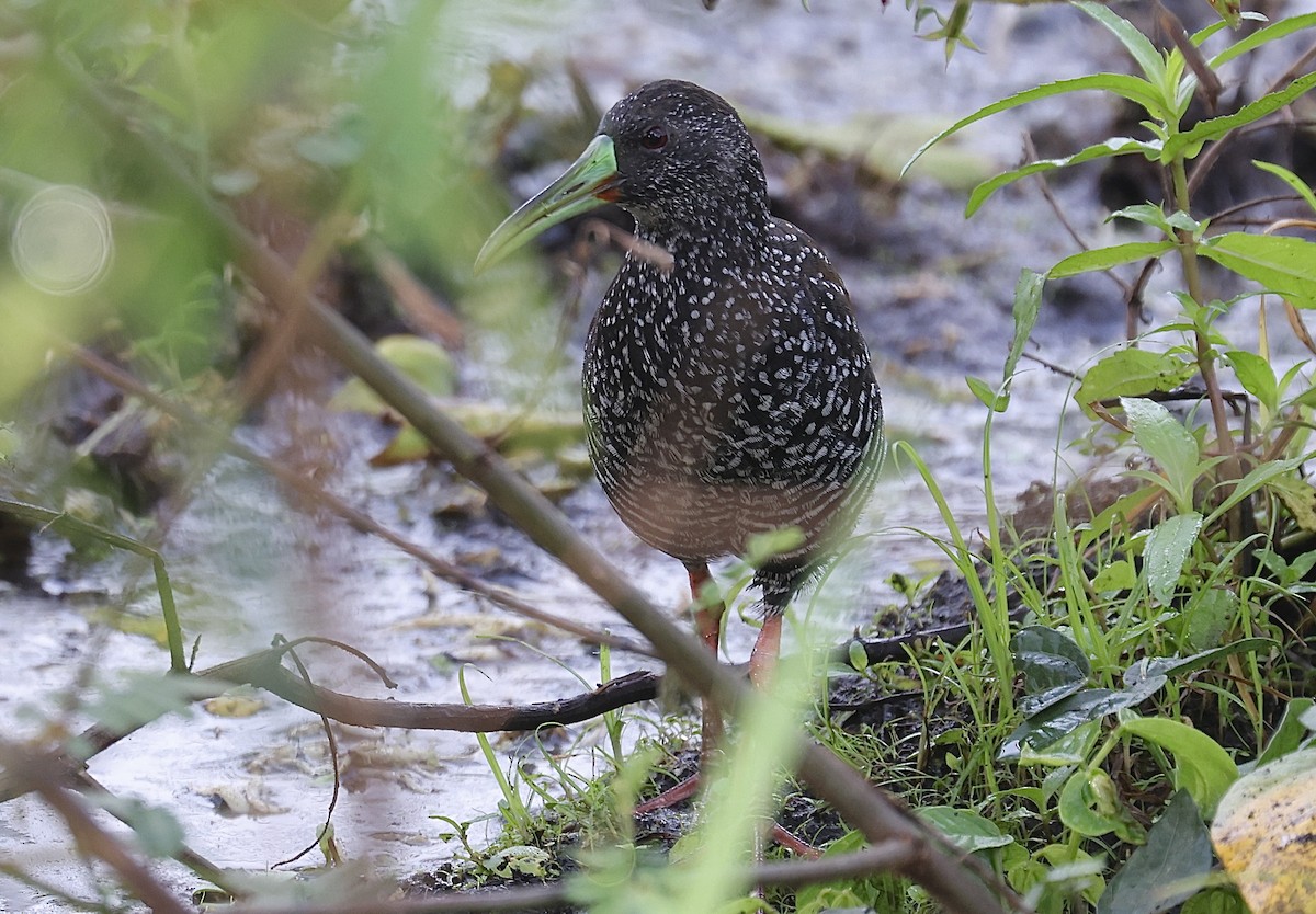 Spotted Rail - ML628451163