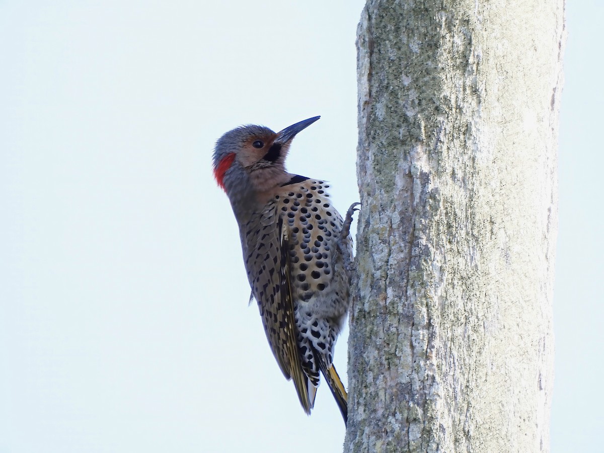 Northern Flicker - Shelley Rutkin