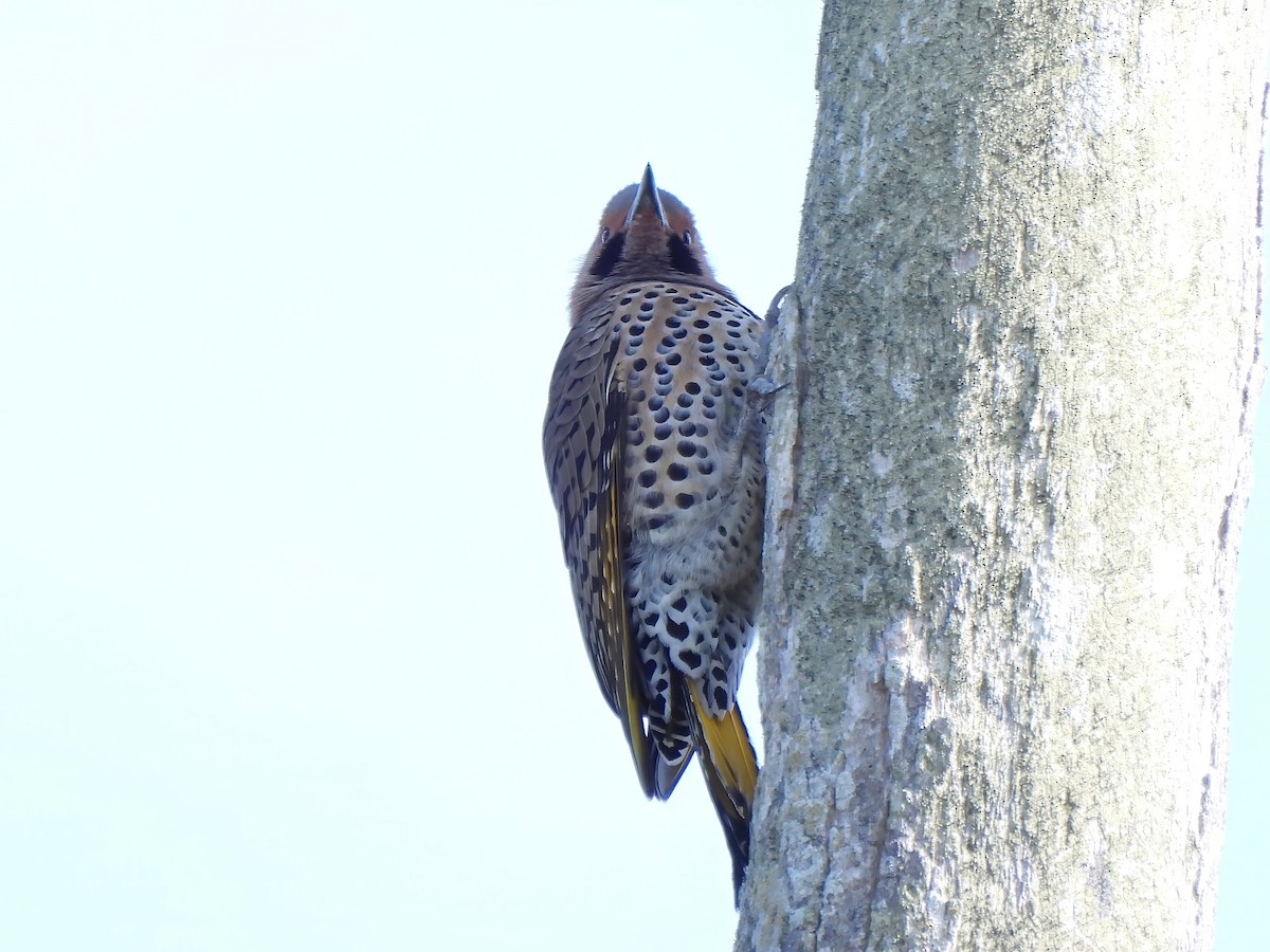 Northern Flicker - Shelley Rutkin