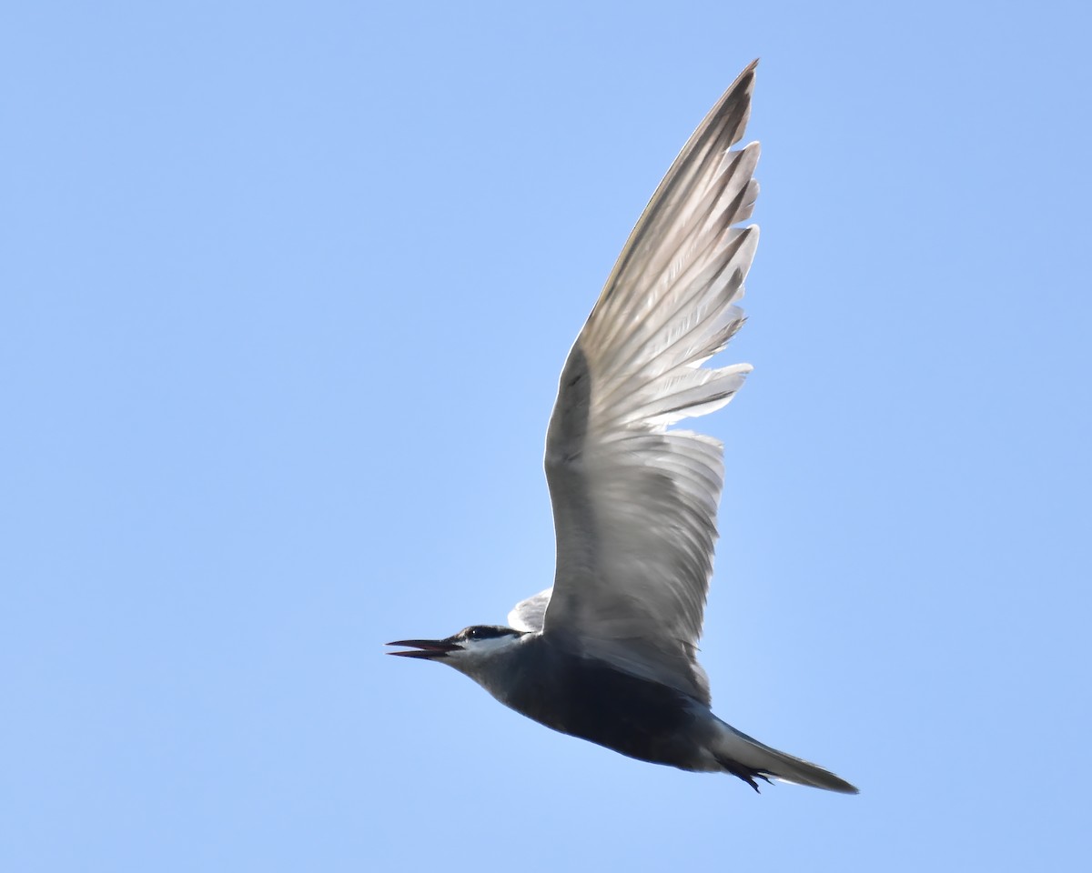 Whiskered Tern - ML628451211