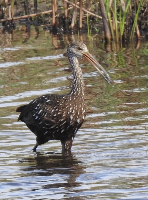 Limpkin - ML628451466