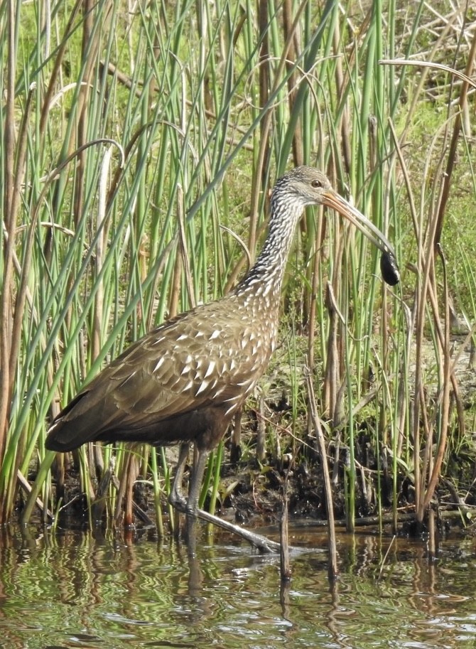 Limpkin - ML628451467