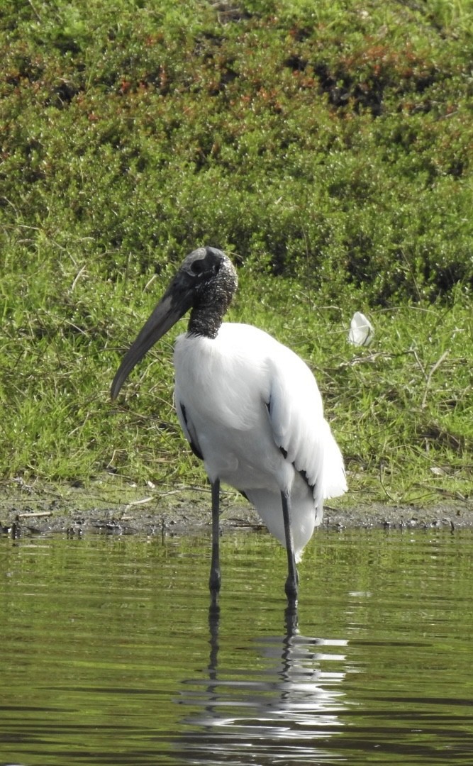 Wood Stork - ML628451484