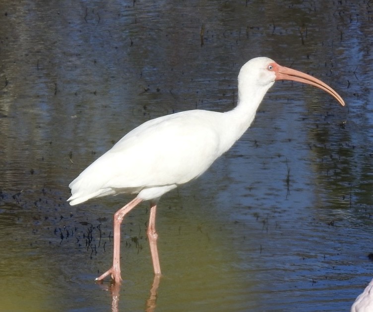 White Ibis - ML628451492