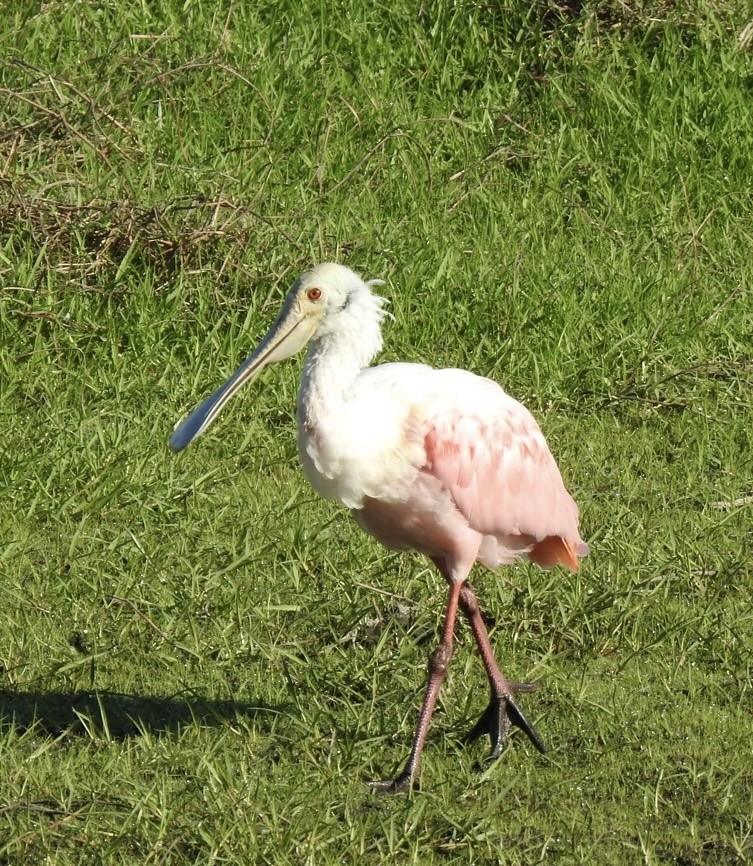 Roseate Spoonbill - ML628451503