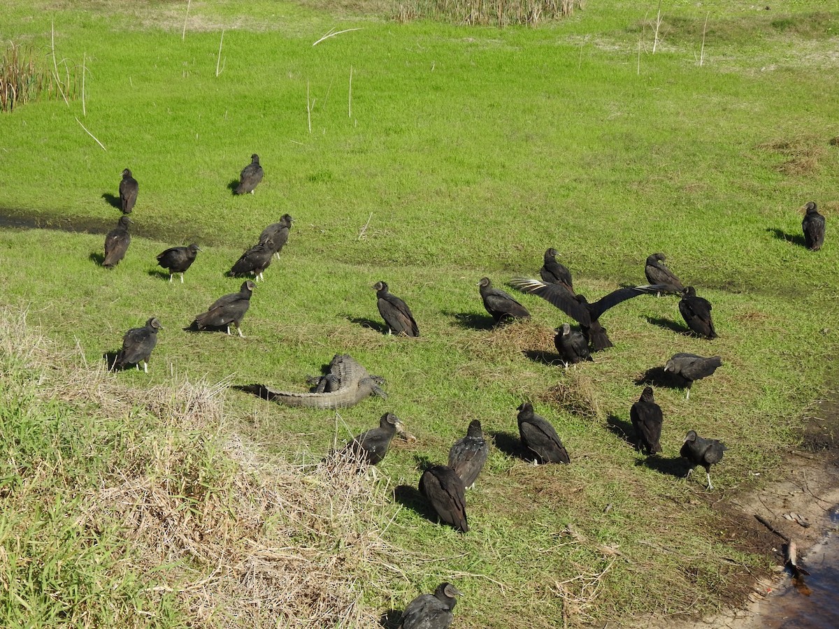 Black Vulture - ML628451519
