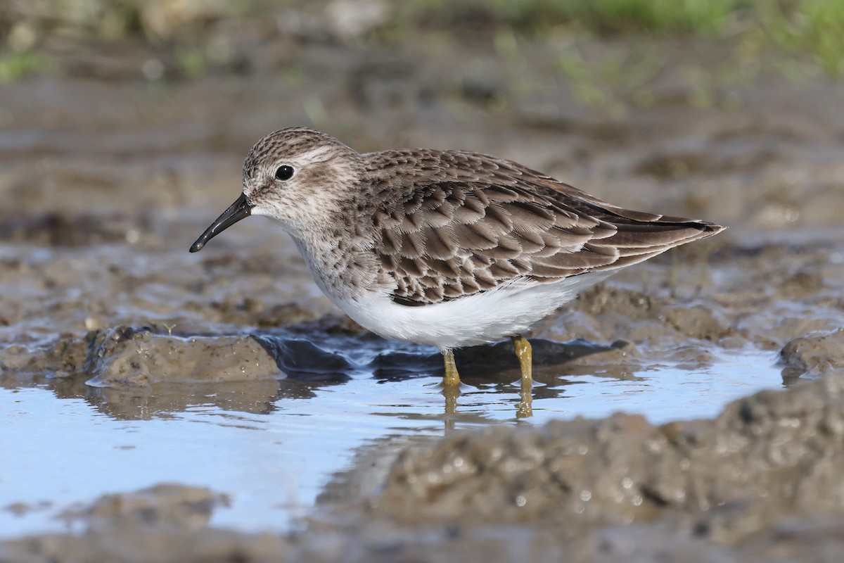 Least Sandpiper - ML628451529