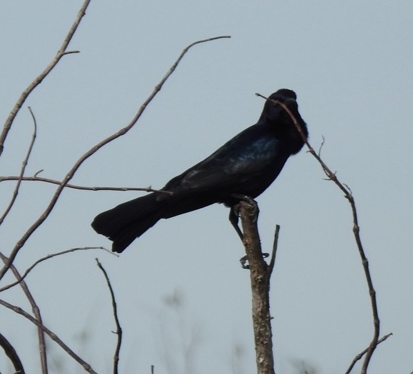 Boat-tailed Grackle - ML628451540