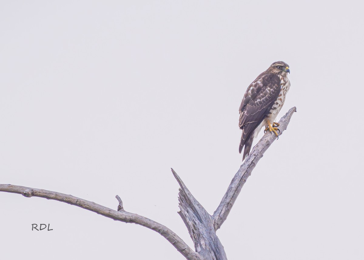 Gray Hawk - ML628451572