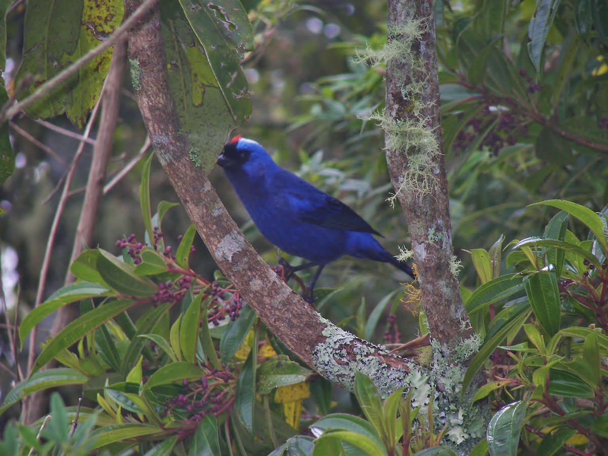 Diademed Tanager - ML628451772