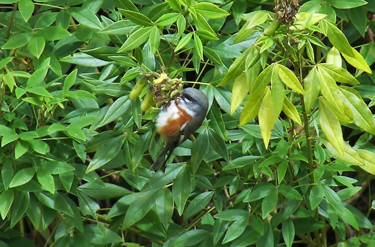 Bay-chested Warbling Finch - ML628451795