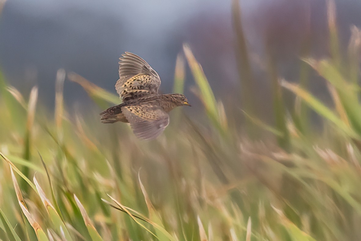 Red-backed Buttonquail - ML628451928