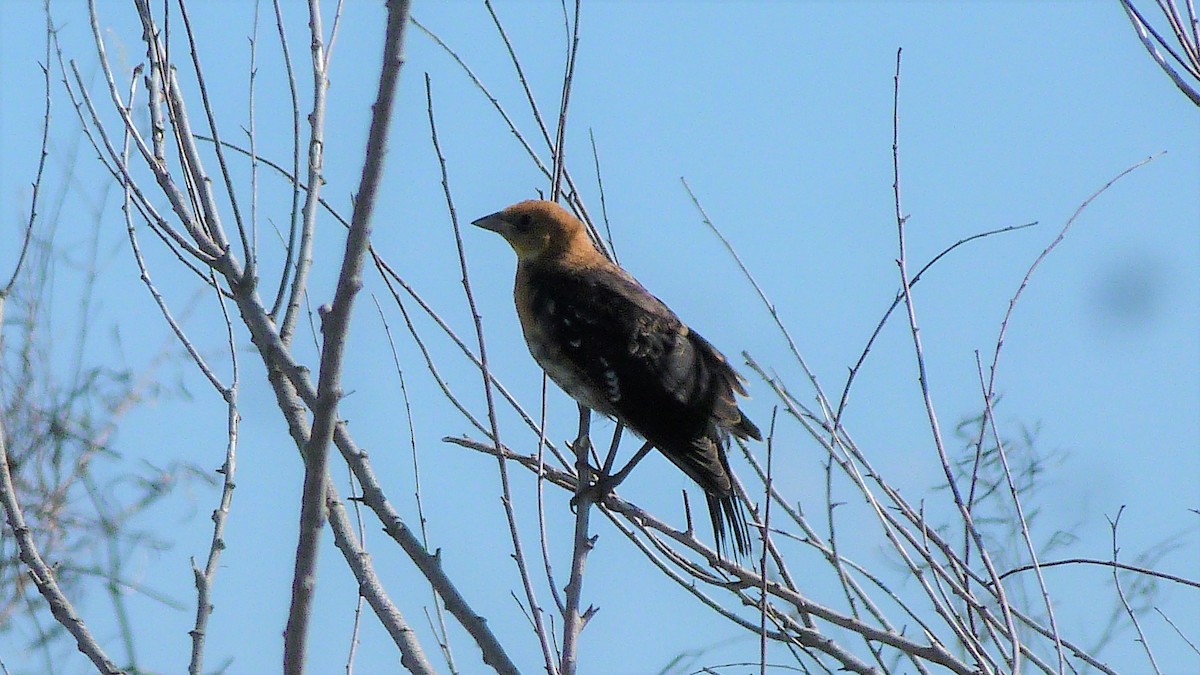 Yellow-headed Blackbird - ML62845211