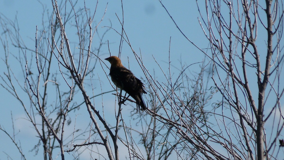 Yellow-headed Blackbird - ML62845221