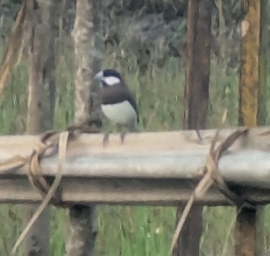 Timor Sparrow - ML628452947