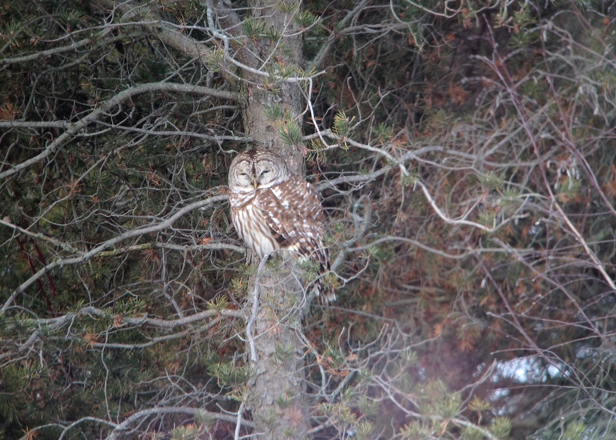 Barred Owl - ML628453010