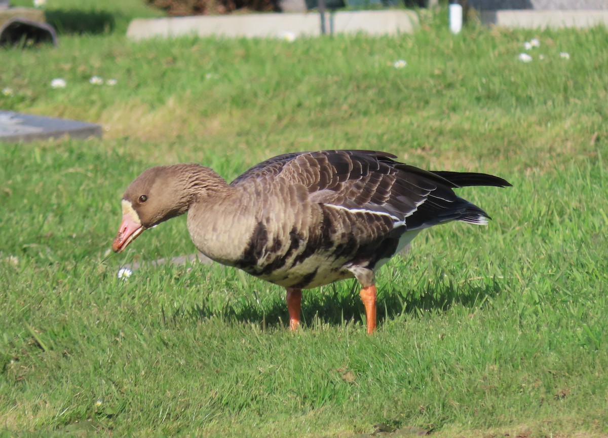 Greater White-fronted Goose - Chris Hayward