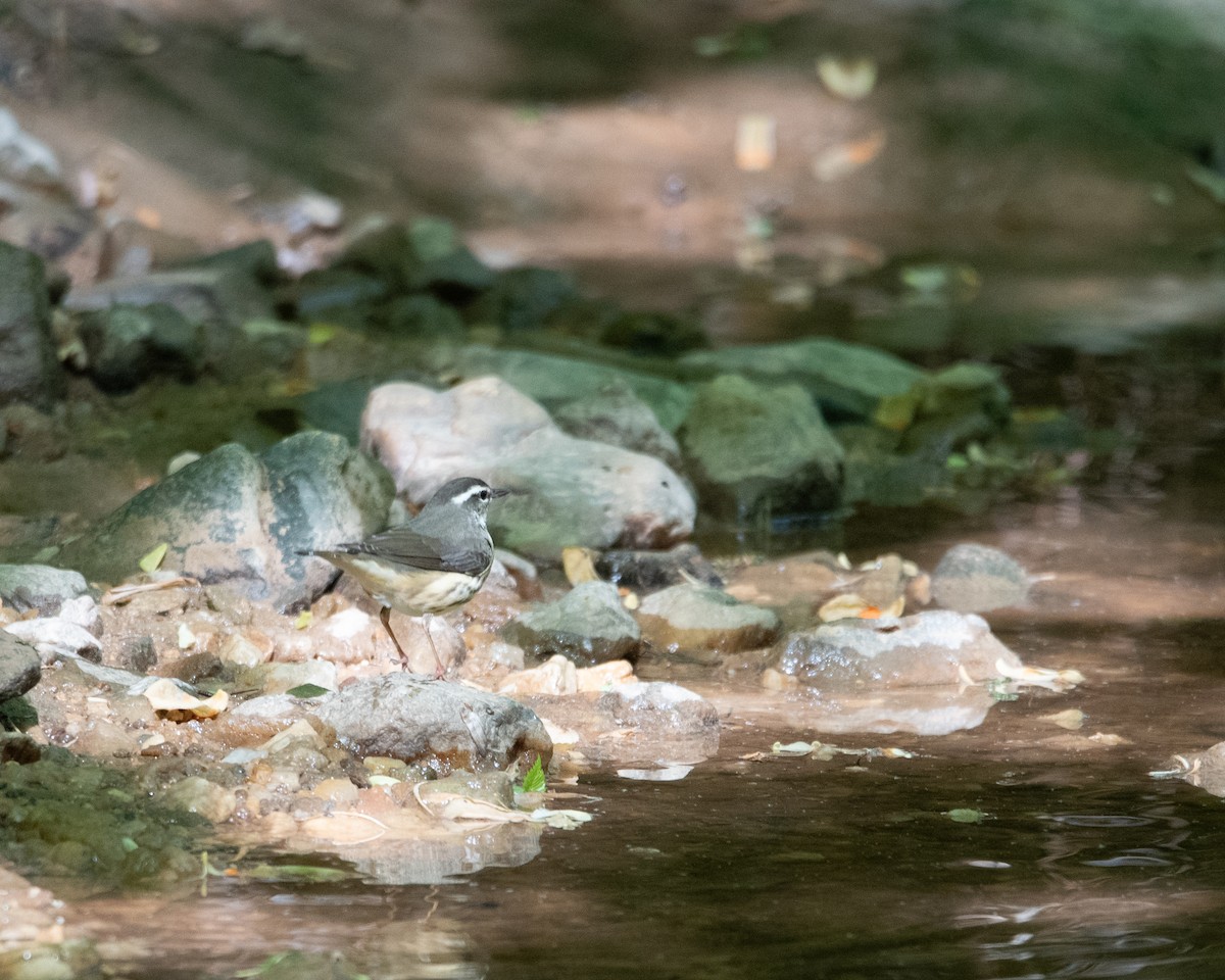 Louisiana Waterthrush - ML628453106