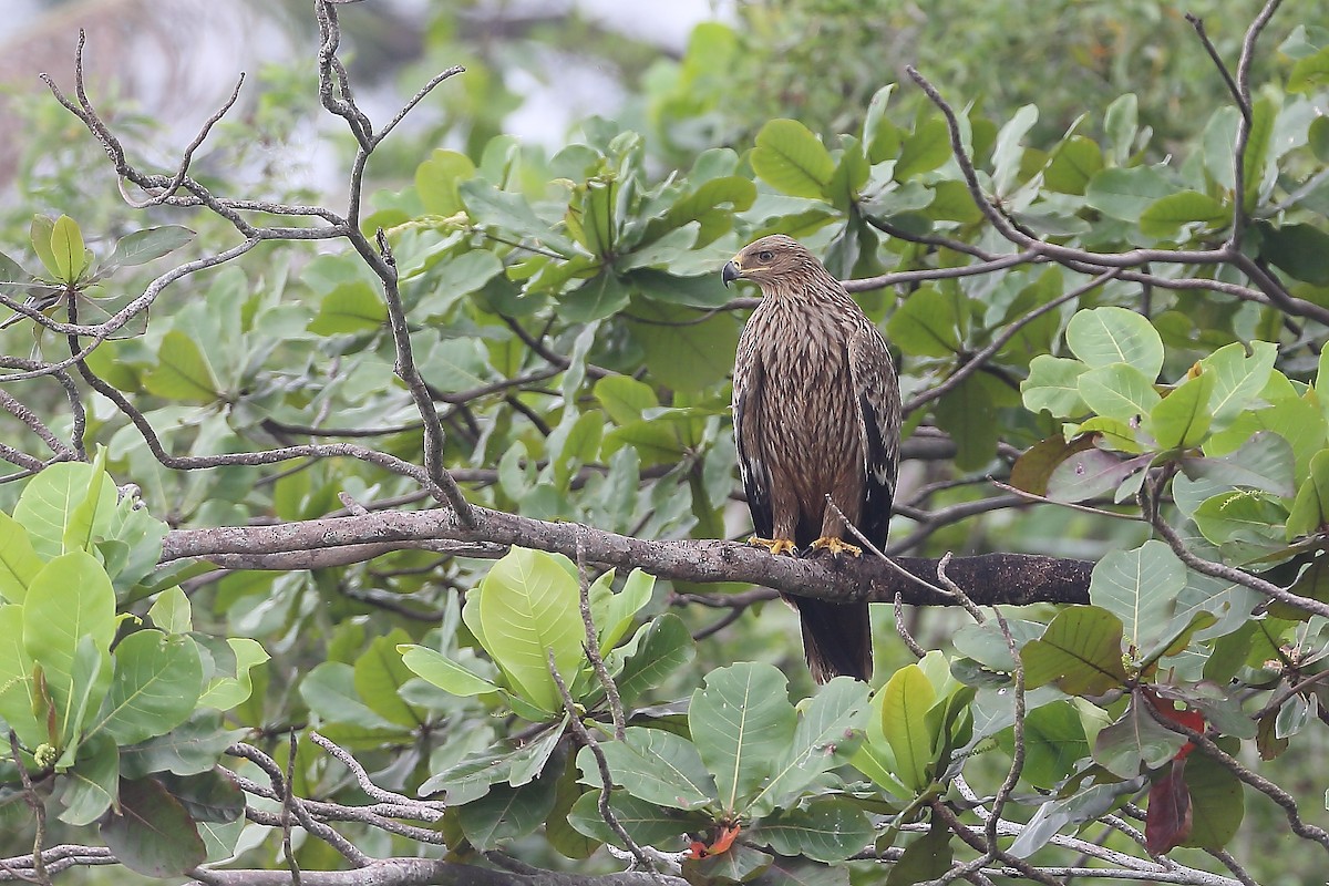 Imperial Eagle - ML628453212