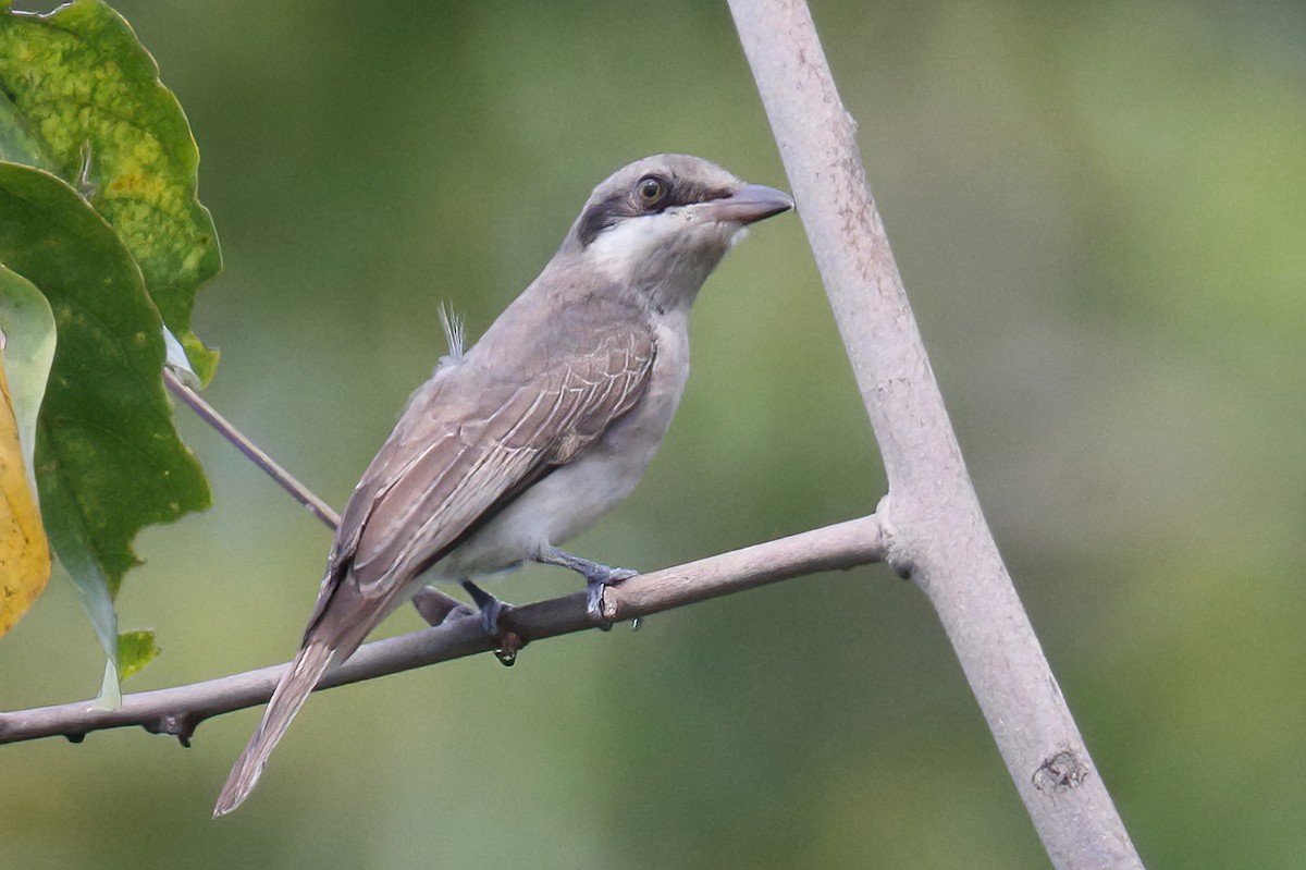 Large Woodshrike - ML628453571