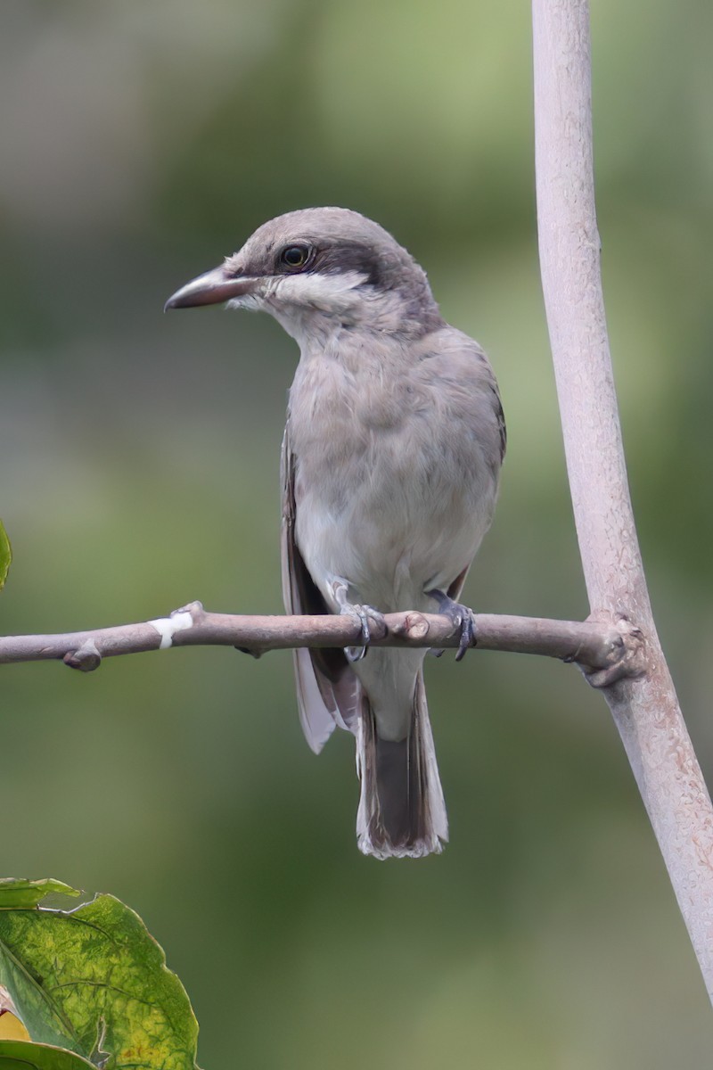 Large Woodshrike - ML628453572