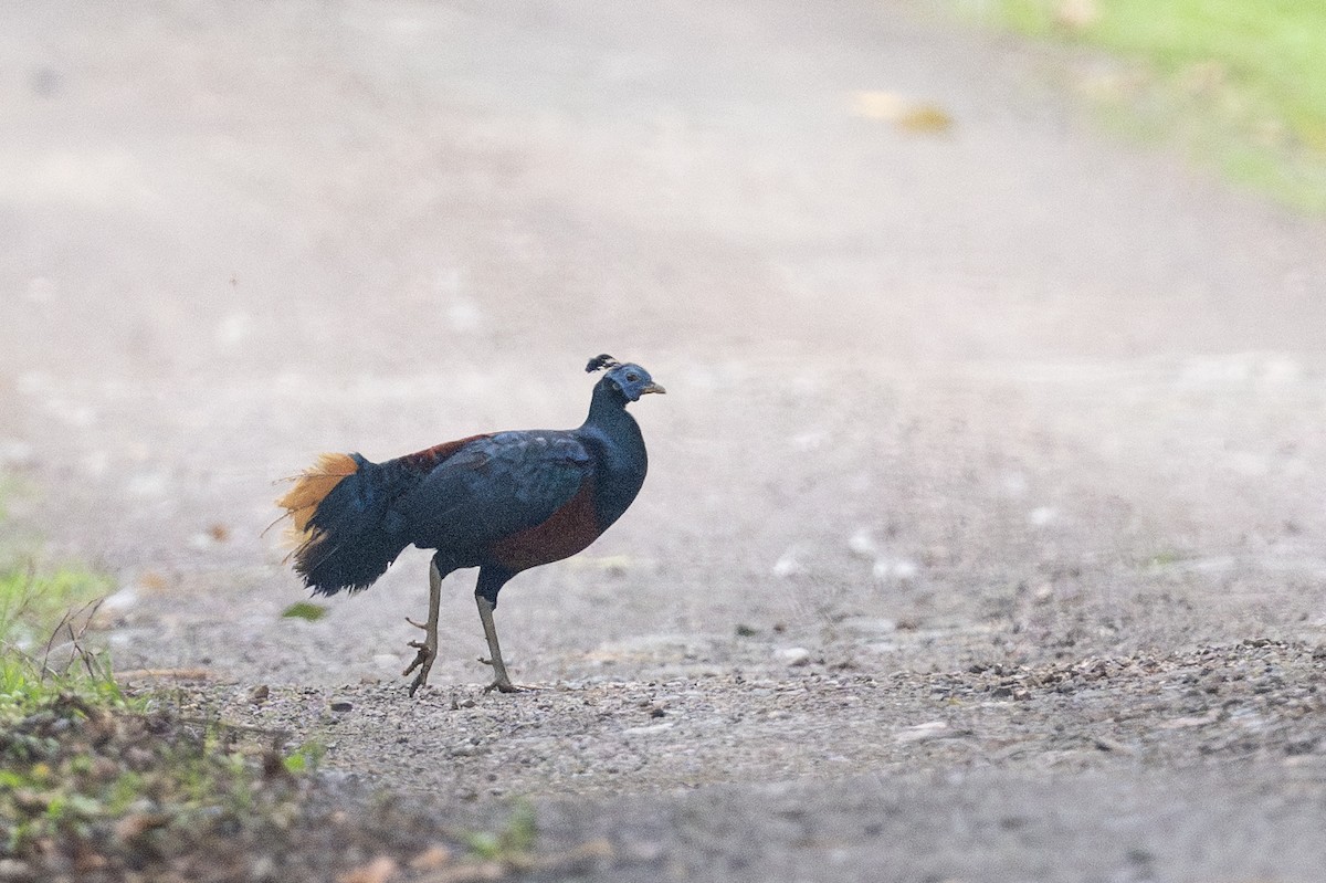 Bornean Crested Fireback - ML628453588