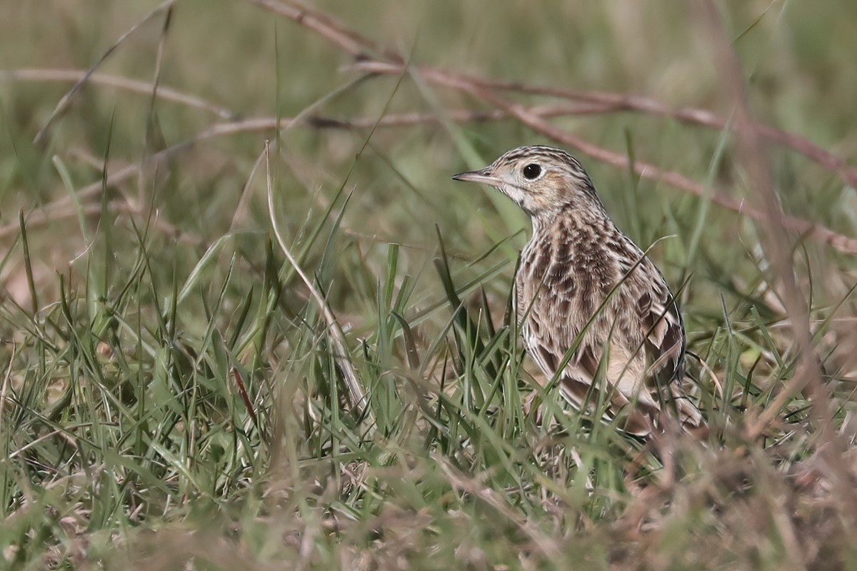 Sprague's Pipit - ML628453612