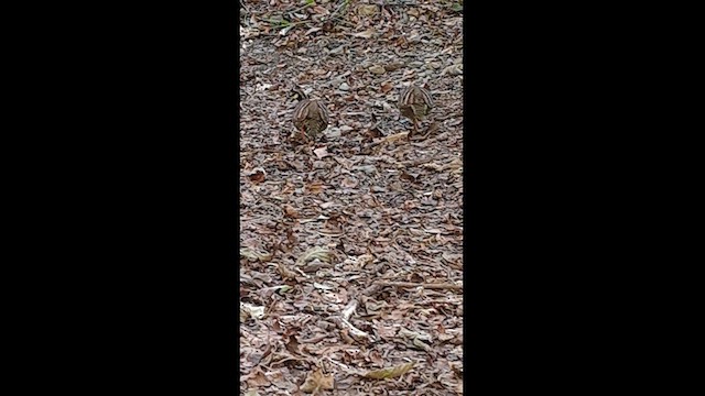 Taiwan Partridge - ML628453648