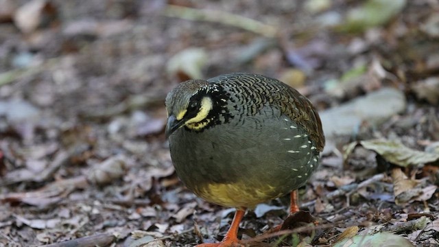 Taiwan Partridge - ML628453652