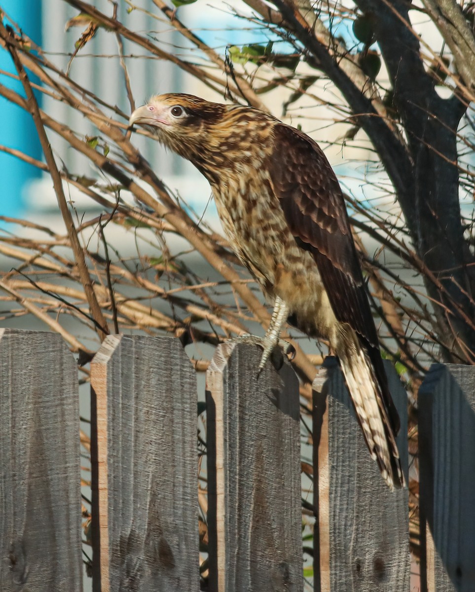 čimango žlutavý - ML628453686