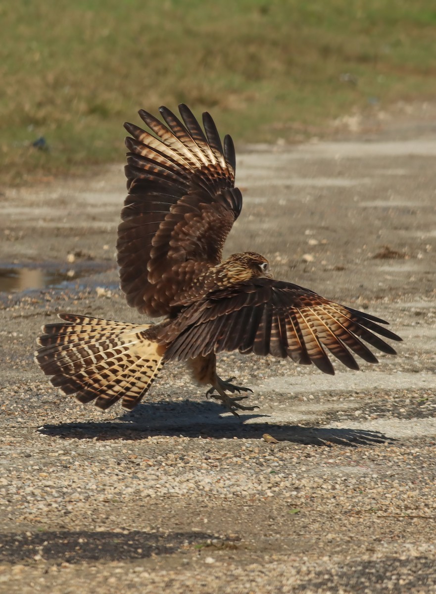 čimango žlutavý - ML628453690