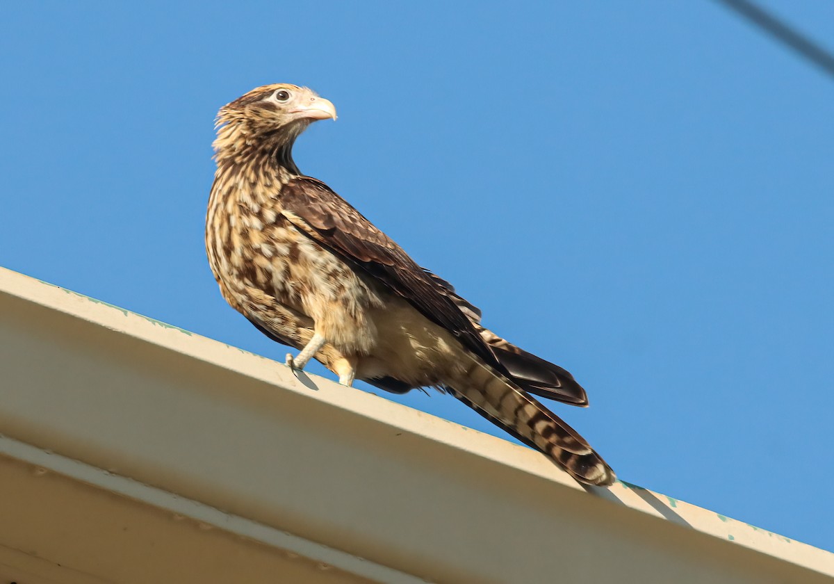 čimango žlutavý - ML628453749