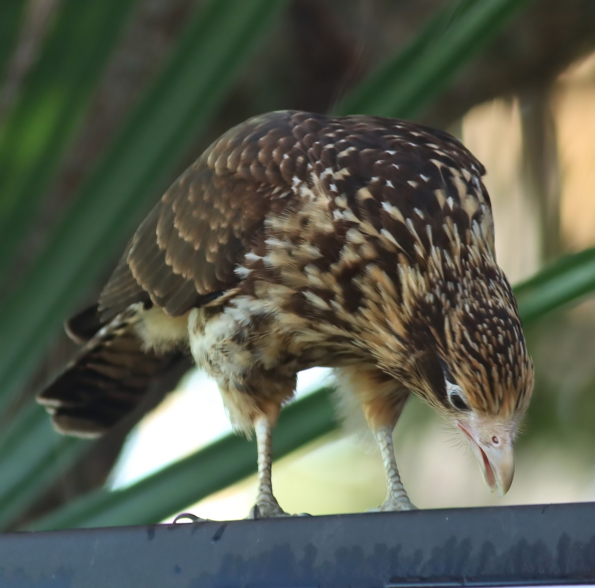 čimango žlutavý - ML628453750