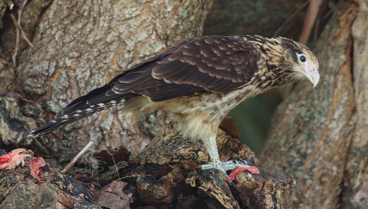 čimango žlutavý - ML628453751