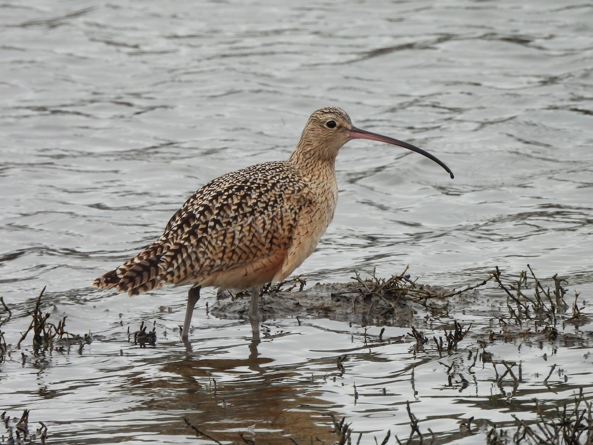 Long-billed Curlew - ML628453754