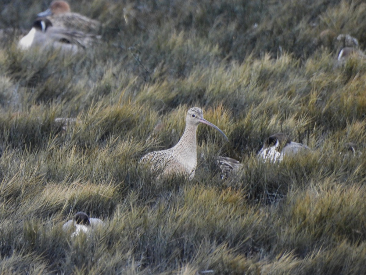 Long-billed Curlew - ML628453775