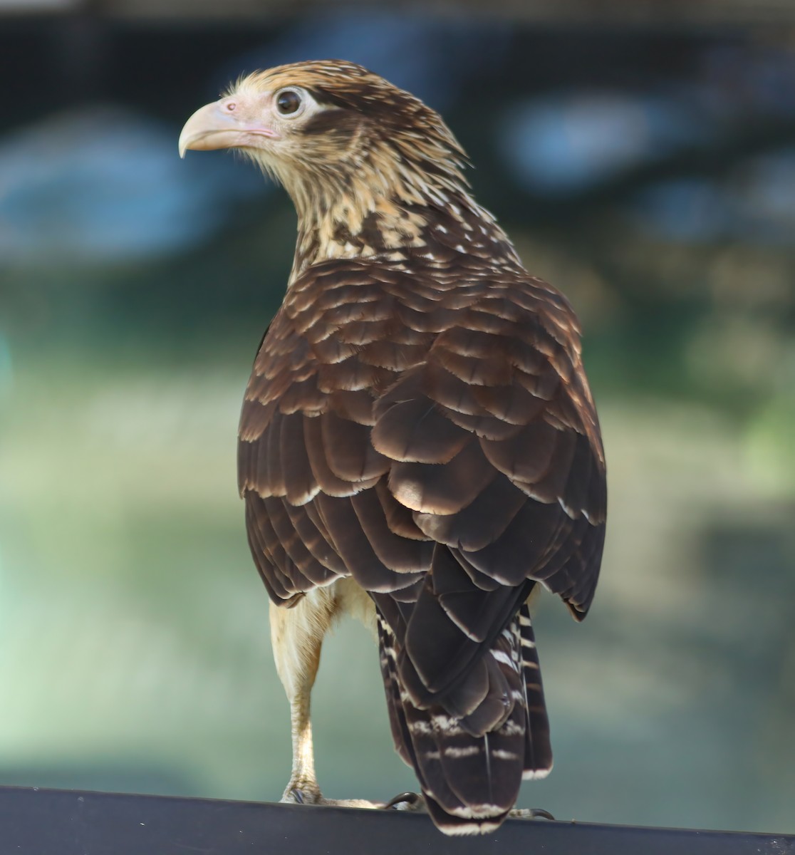 čimango žlutavý - ML628454054