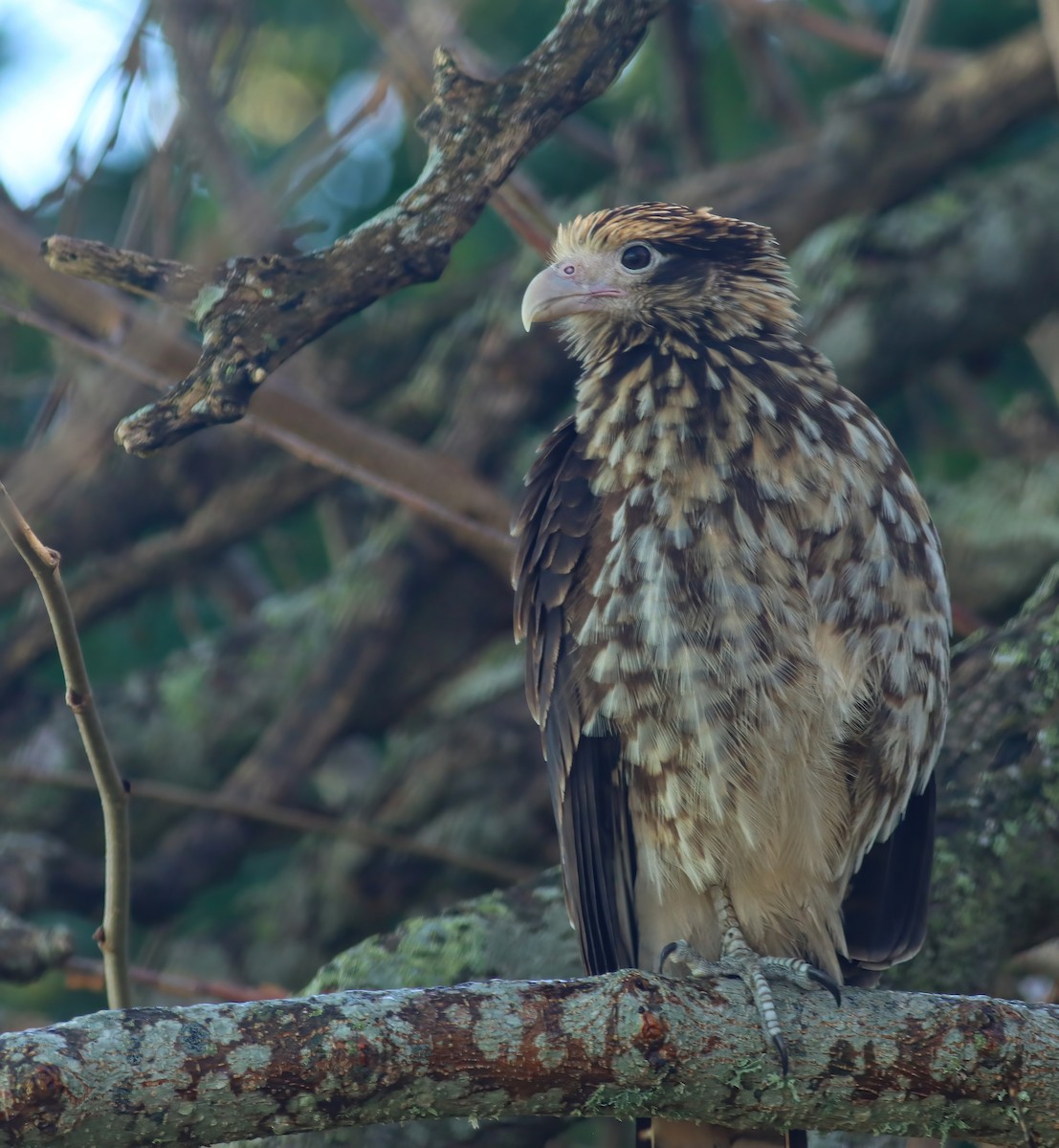 čimango žlutavý - ML628454129