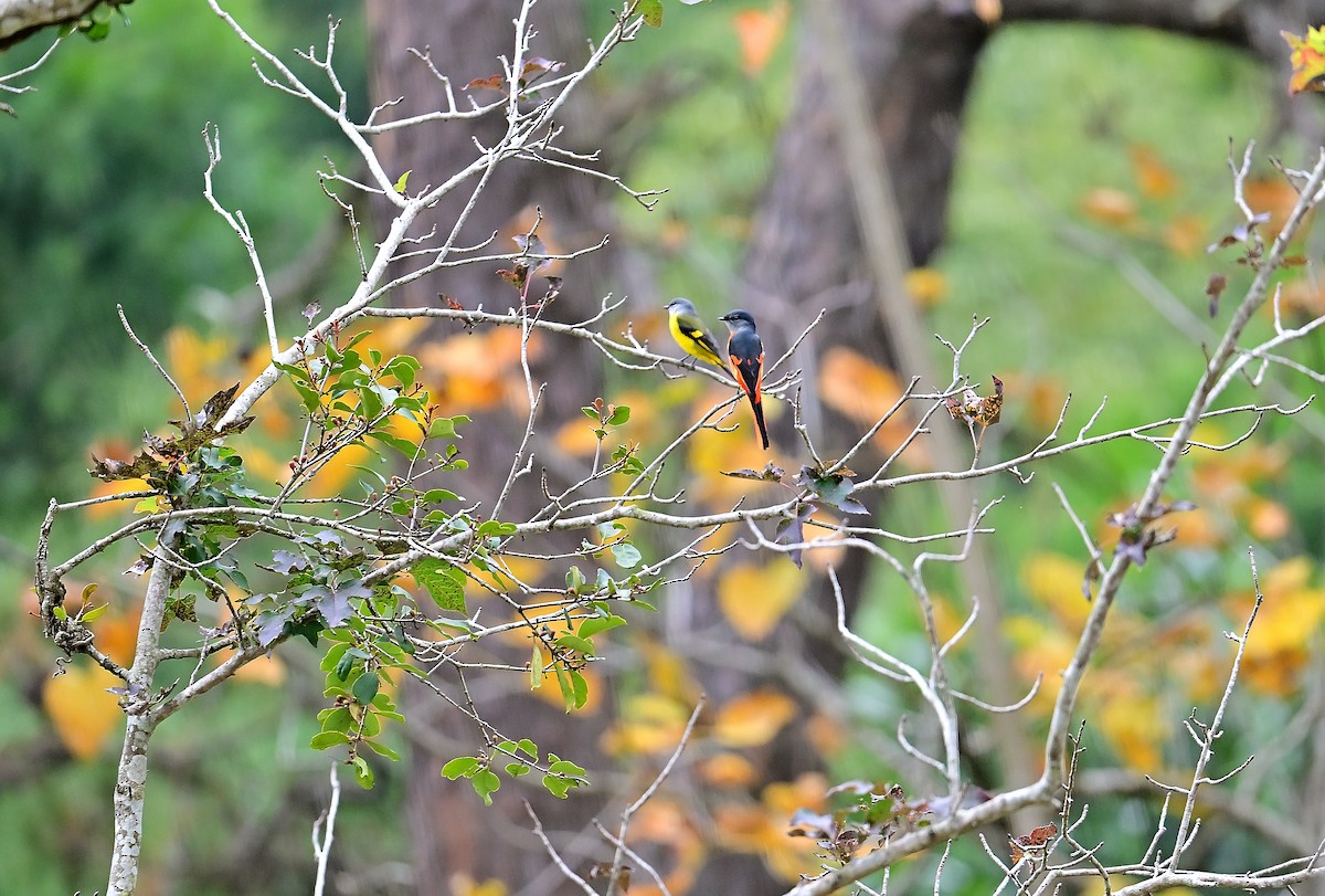 Gray-chinned Minivet - ML628454135