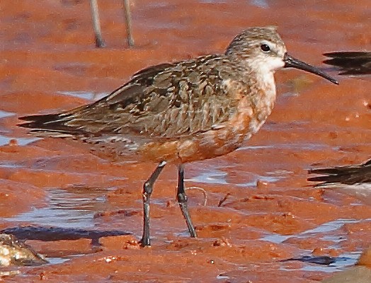 Curlew Sandpiper - ML628454257