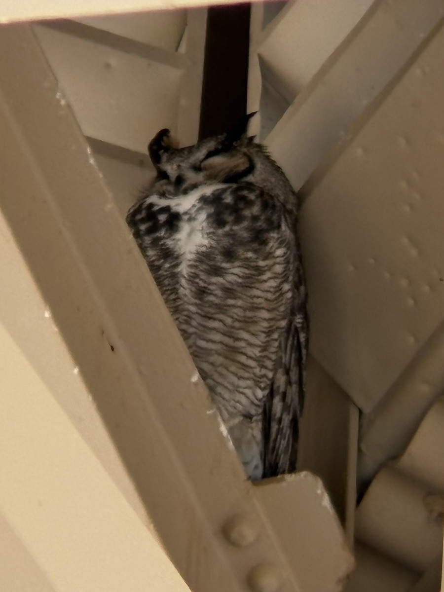 Great Horned Owl - ML628454322